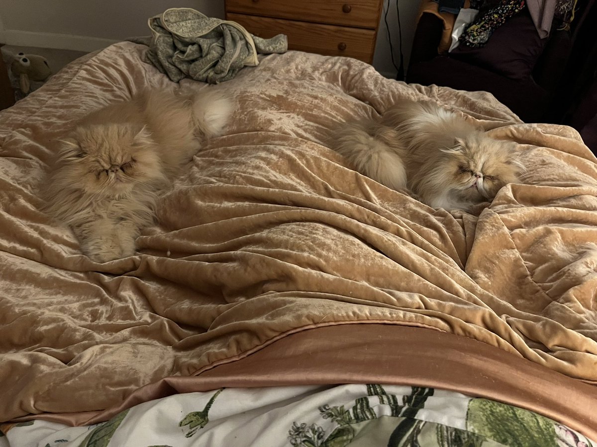 Sasperella32's tweet photo. Can you see us? Duvet #hedgewatch human is a bit poorly weโre keeping her company #stinkingcold #CatsAreFamily ๐ป๐ป https://t.co/jNS8lCRTBb