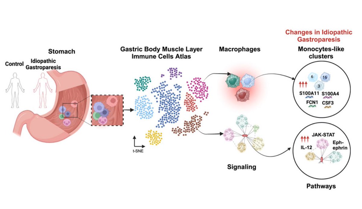 🌟 Want to learn about immune cells 🧫 in human gastric muscle layers? Check out our latest publication on single cell Seq 🧬 of gastric muscularis CD45 cells in @iScience_CP from @NIDDKgov #gastroparesis clinical research consortium. tinyurl.com/mv8zrhnk Why important? A 🧵