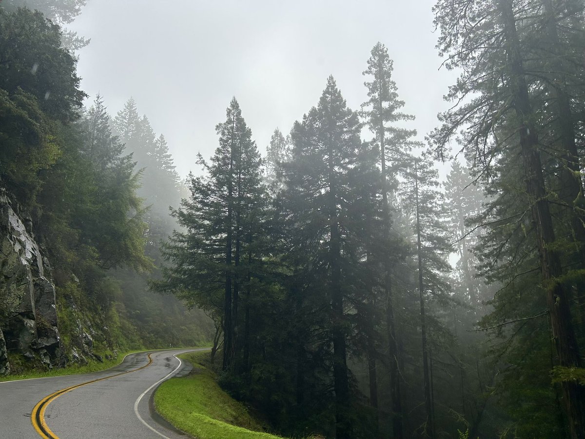 sfhellscape's tweet image. Lost in the mist
Mt. Tam, CA