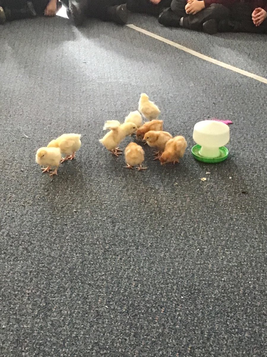@EYFSchurch_prim (@eyfschurch) on Twitter photo Reception loved borrowing the chicks from Nursery this afternoon. We learnt about their lifecycle before holding and observing them 🐣🐥 <a href="/church_prim/">Academy St James</a> <a href="/50TTDBradford/">50 Things Bradford</a> Reception loved borrowing the chicks from Nursery this afternoon. We learnt about their lifecycle before holding and observing them 🐣🐥 <a href="/church_prim/">Academy St James</a> <a href="/50TTDBradford/">50 Things Bradford</a>