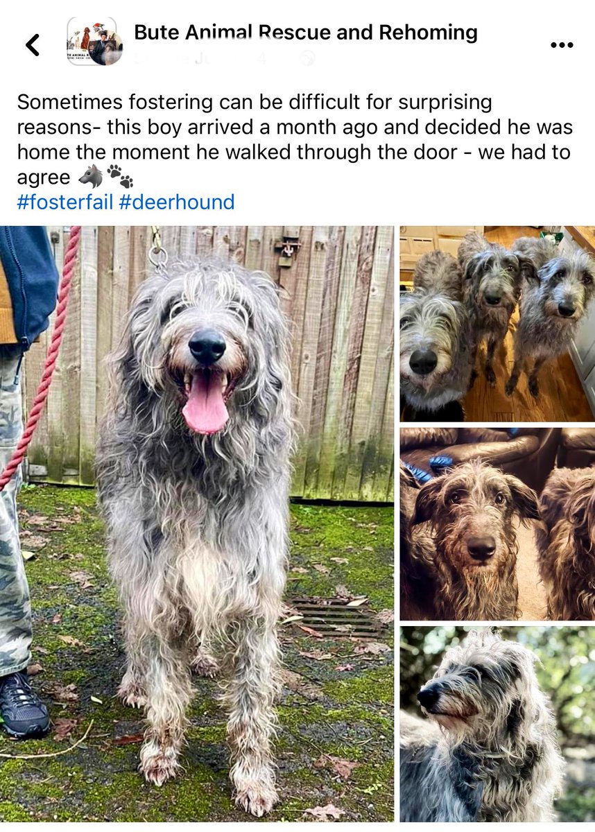 Can’t believe he’s been here a month already! 🐺🐾
#rescuedog #fosterfail #deerhound #isleofbute