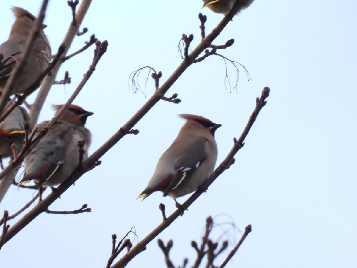 30 Waxwings at 1730 still at Coopers Bank Rd,  Brierley Hill before flying into trees by Smithy lane @WestMidsBirding