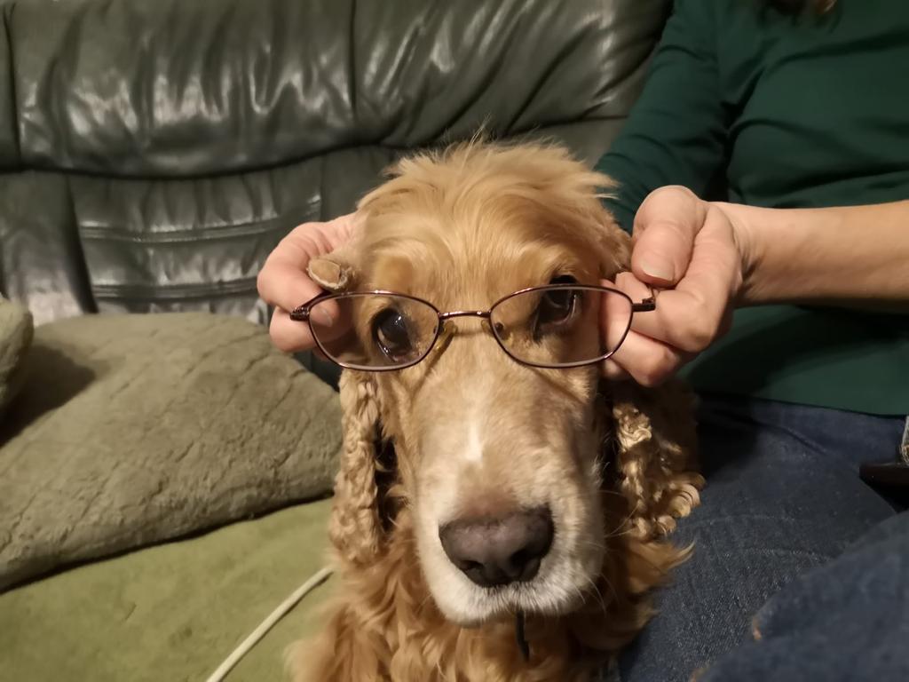 RogertheDoger9's tweet photo. @CryptoCred Thanks, this is really helpful. I'm also glad you're feeling better. Here's a picture of a dog with glasses to cheer you up. https://t.co/M33CpIHX3W