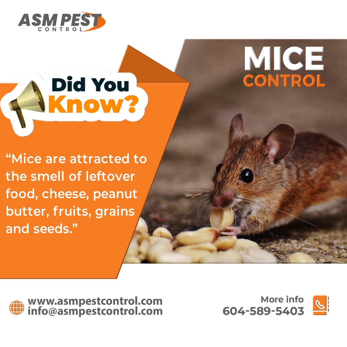 asmpestcontrol's tweet image. ASM Pest Control rodent removal services are fast and effective in protecting your home or business from rodents, including mice and rats.
📷- 604 - 589 - 5403
📷-asmpestcontrol.com/rodent-control/
.
.
.
#ASM, #ASMPestControl, #micecontrol, #miceremoval, #rodentcontrol, #ratcontrol