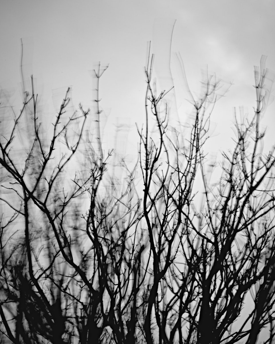 mark_stevo's tweet photo. Day 57 // A wild and windy day today, so I dragged the shutter a bit to capture the movement in this tree

A7RV + 100-400GM  

#project366 #project365 #project365_2024 #project366_2024 #sony #sonyimages #sonyalpha #sonya7rv #a7rv #ILCE7RM5 #sonyalphasclub #alphacollective https://t.co/LLUQSgVL2c