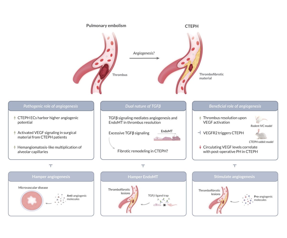 An in-depth review highlighting the dual role of angiogenesis in progression and outcome of CTEPH ahajrnls.org/49LdJlC