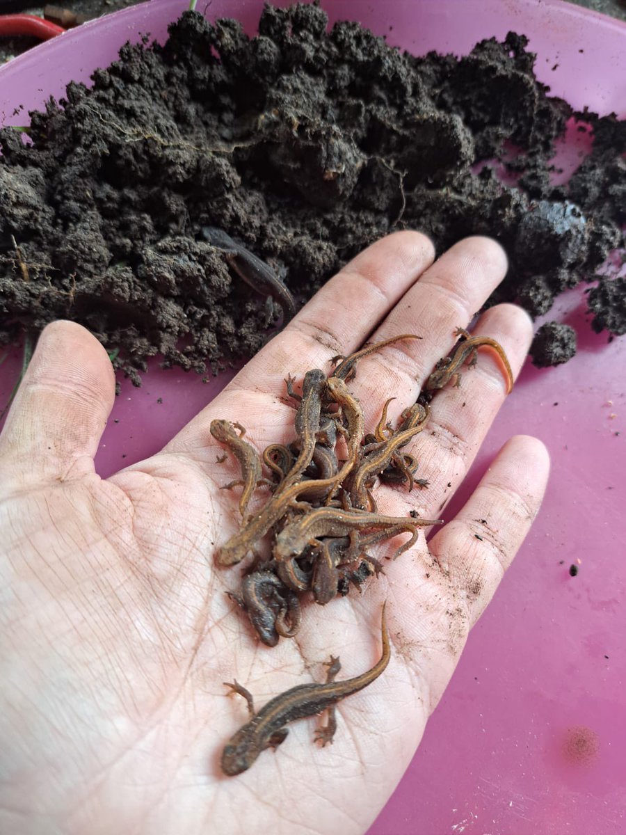 Good evening!! Photo of smooth newts at South Walney Nature Reserve, Walney Island.  Great care was taken moving them to a new home for the rest of the winter.
