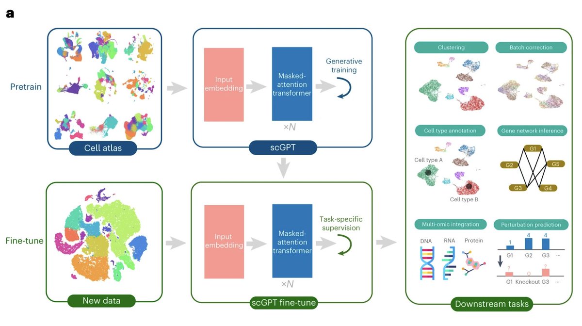 Pre-trained using over 33 million single cell RNA-seq profiles, scGPT is a foundation model facilitating a broad spectrum of downstream single-cell analysis tasks by transfer learning. @BoWang87 @HAOTIANCUI1 @ChloeXWang1 @UofT @VectorInst @UHN nature.com/articles/s4159…