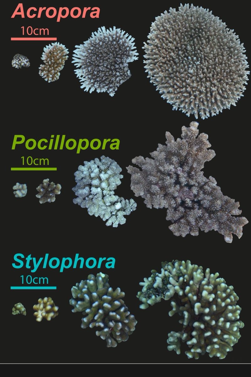 Nice press release on our recent paper on demographic recovery of corals after catastrophic disturbance over a decade ago in Palau @PICRCPalau @Coralassist_Lab picrc.org/new-picrc-stud…