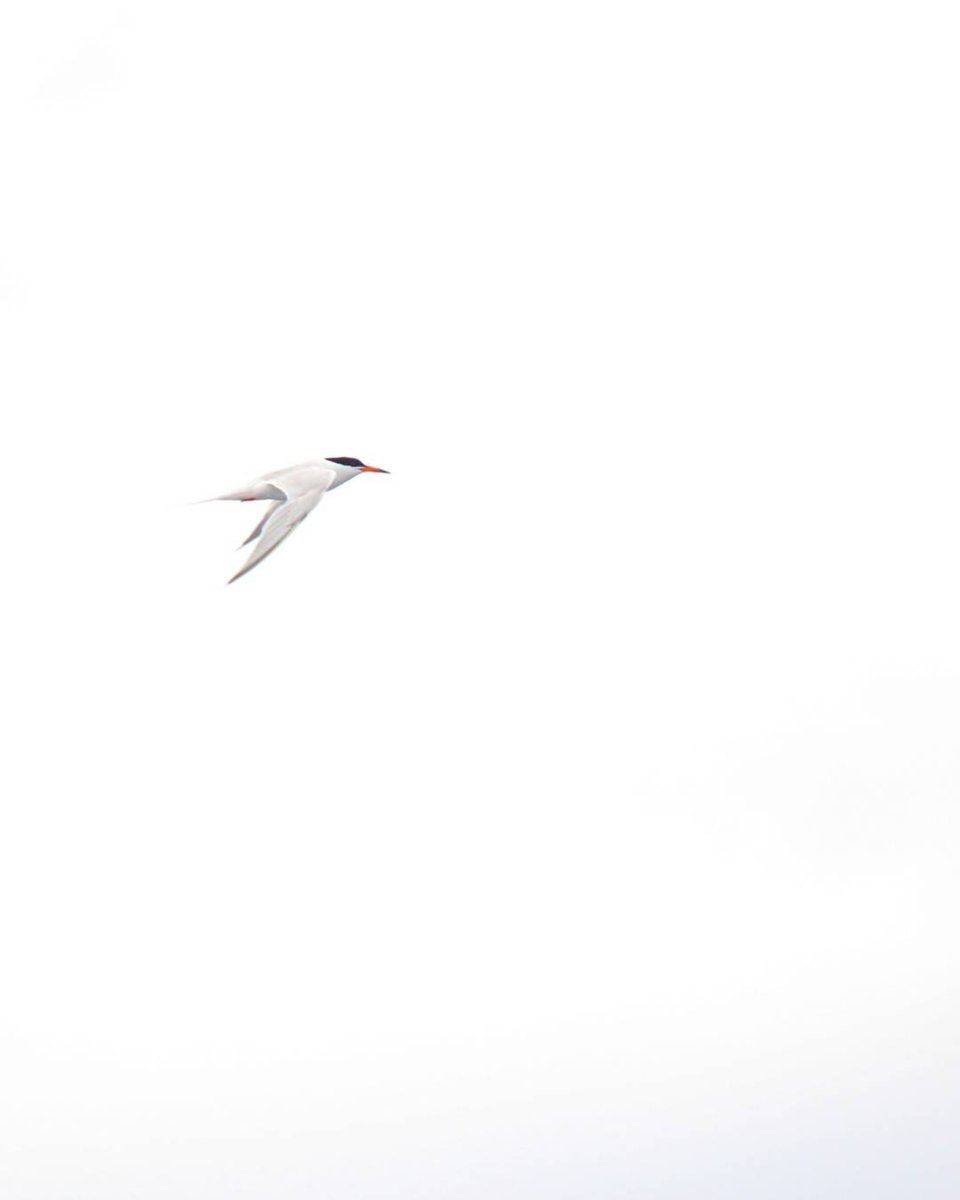 ONDADARWIN's tweet photo. Los charranes son compañeros habituales en las Azores, éste estaba surcando las olas del Atlántico cuando tiré ésta foto #charran #tern #pajaro #pajaros #ave #aves #animales #azores #wildlifephotography #animal https://t.co/5rdCq7z499