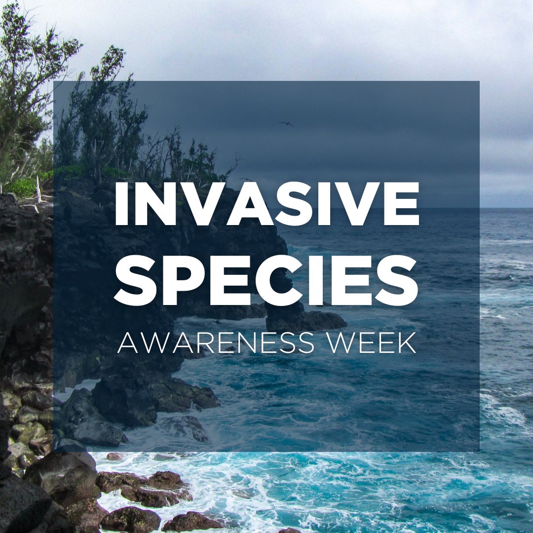 It's #InvasiveSpeciesAwarenessWeek! More than 90% of all extinctions on islands are attributable to #invasivespecies. Removing them brings back #biodiversity and enriches near-shore ecosystems, making it a #NatureBasedSolution to biodiversity loss and climate change.