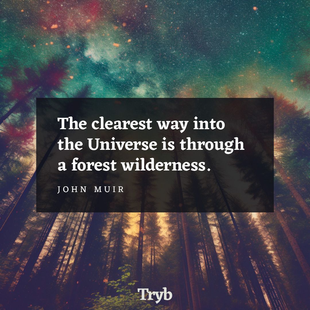 Find your universe in a forest wilderness. 🌲#ExploreNature #WildernessWisdom