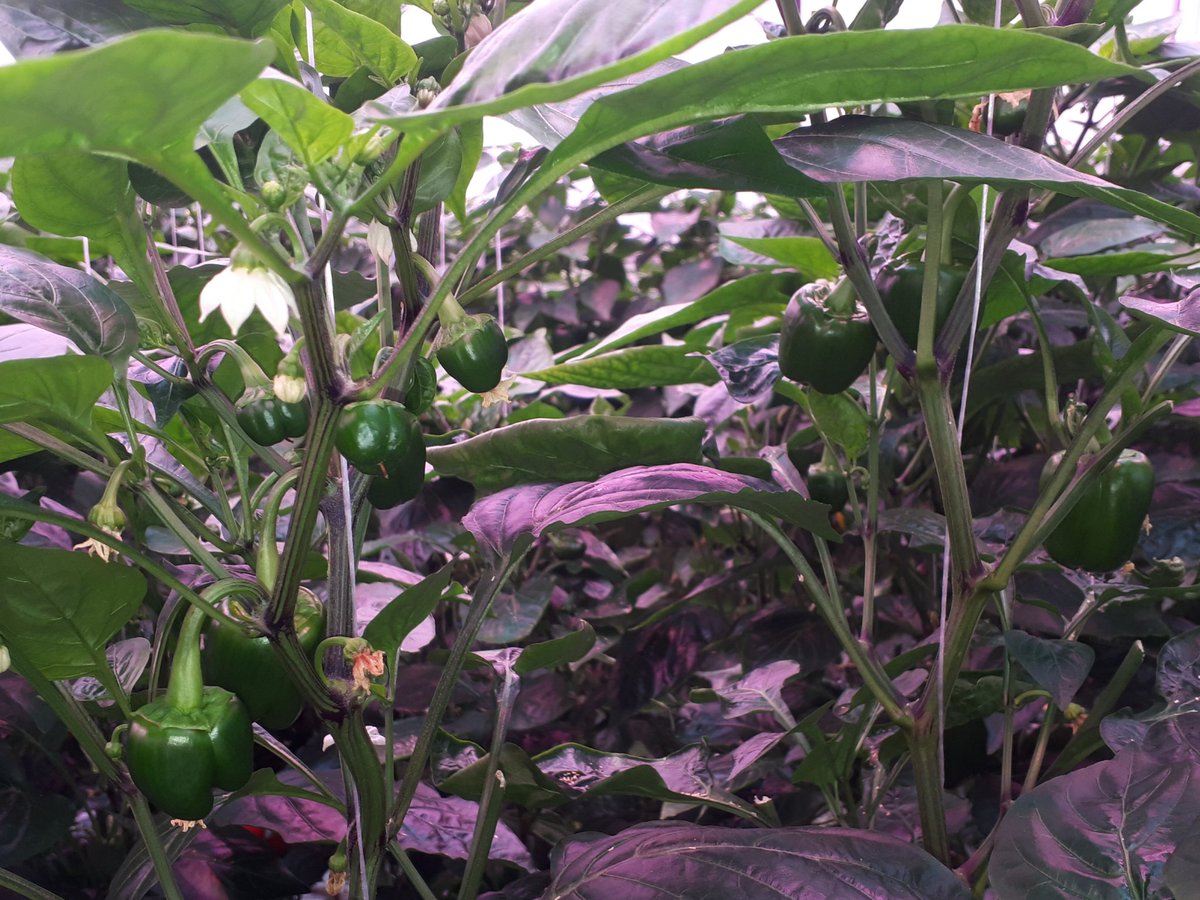 Belichtingsproef paprika. Afgelopen week was de zetting erg goed. De plantbelasting is op het moment 40 vruchten per m2. Door de pasgezette vruchten van de zijstengels te verwijderen, blijven er ongeveer 35 vruchten over. Afgelopen week is de productie door de 10 kg per m2 gegaan