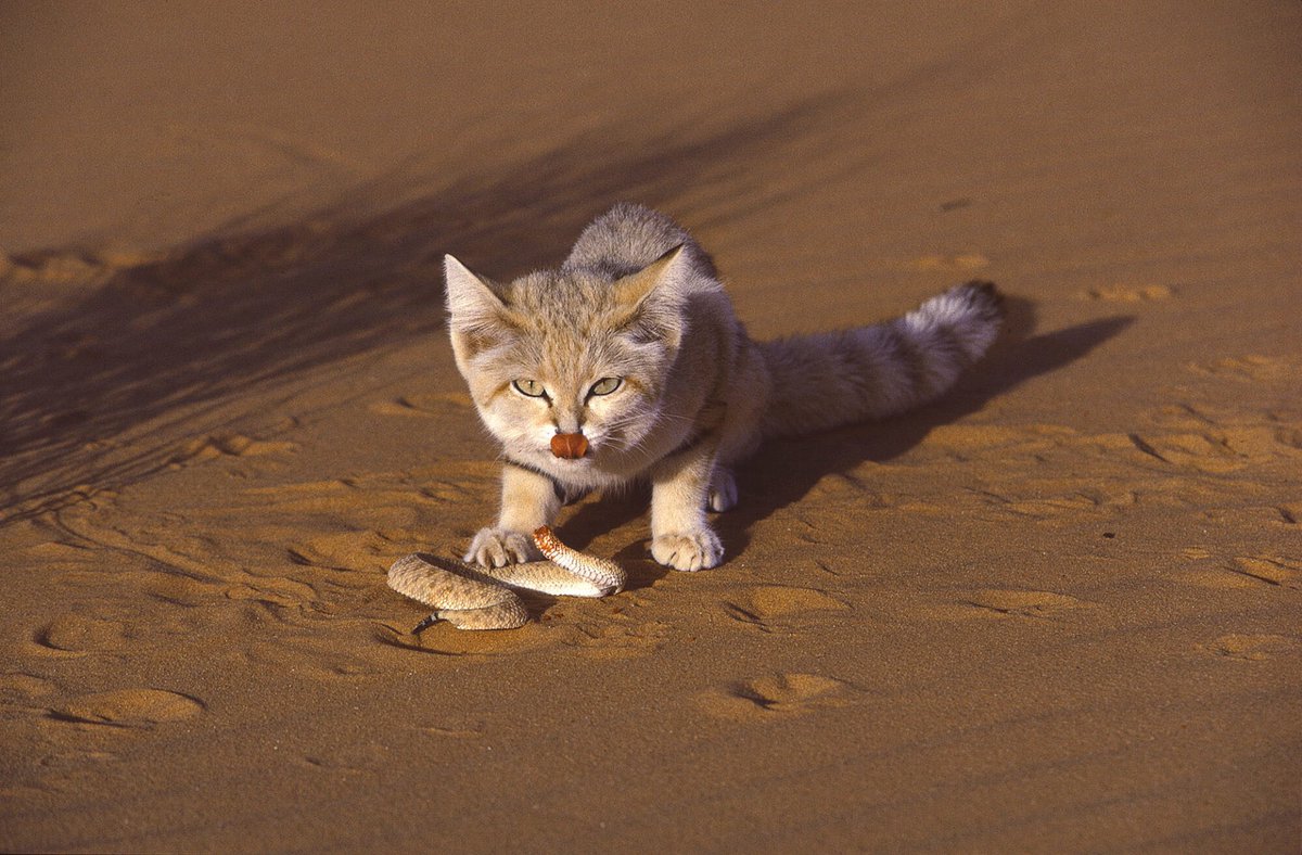 A 'Sand Cat' hunting in the Sahara Desert.