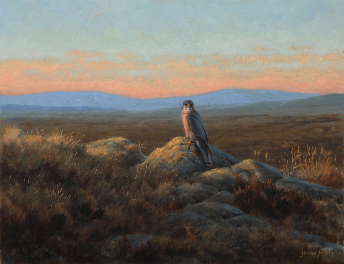 The Merlin

Ireland’s smallest bird of prey surveys the bog in the evening light. 

#irishart #irishwildlife #merlin #birdart #birdofprey #rewilding #oilpainting #wildlifepainting #paleoart