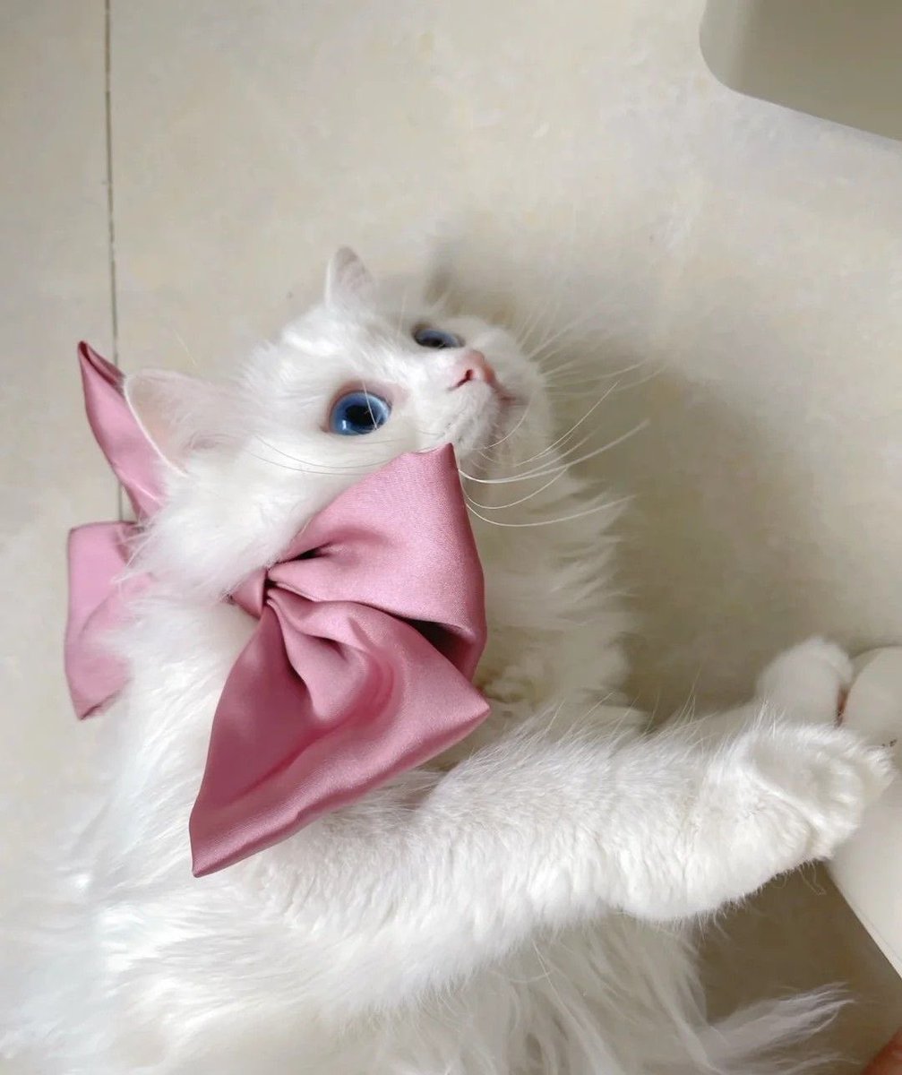princess kitty