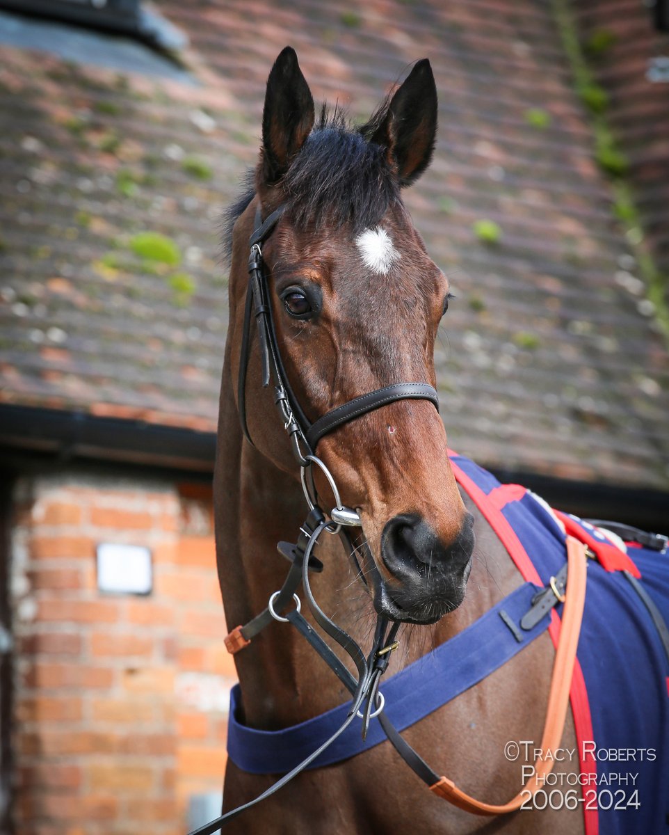 TurfPix's tweet image. Stage Star . @CheltenhamRaces @PFNicholls @ownersgroup044 @TheRacingStage @RyanBliss83