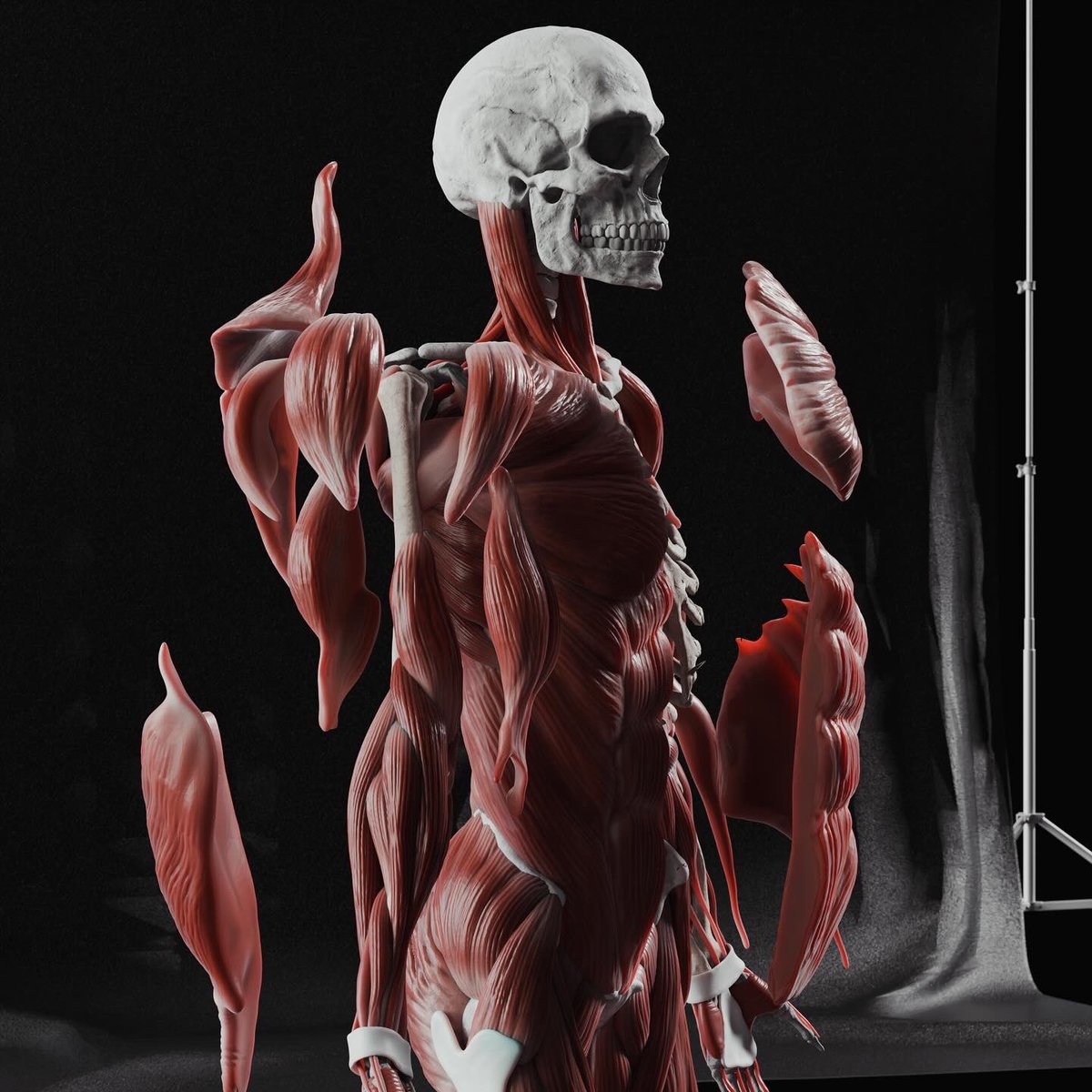 3d_rishabh's tweet image. Human anatomy study // Muscle groups. Sculpted in @maxonzbrush