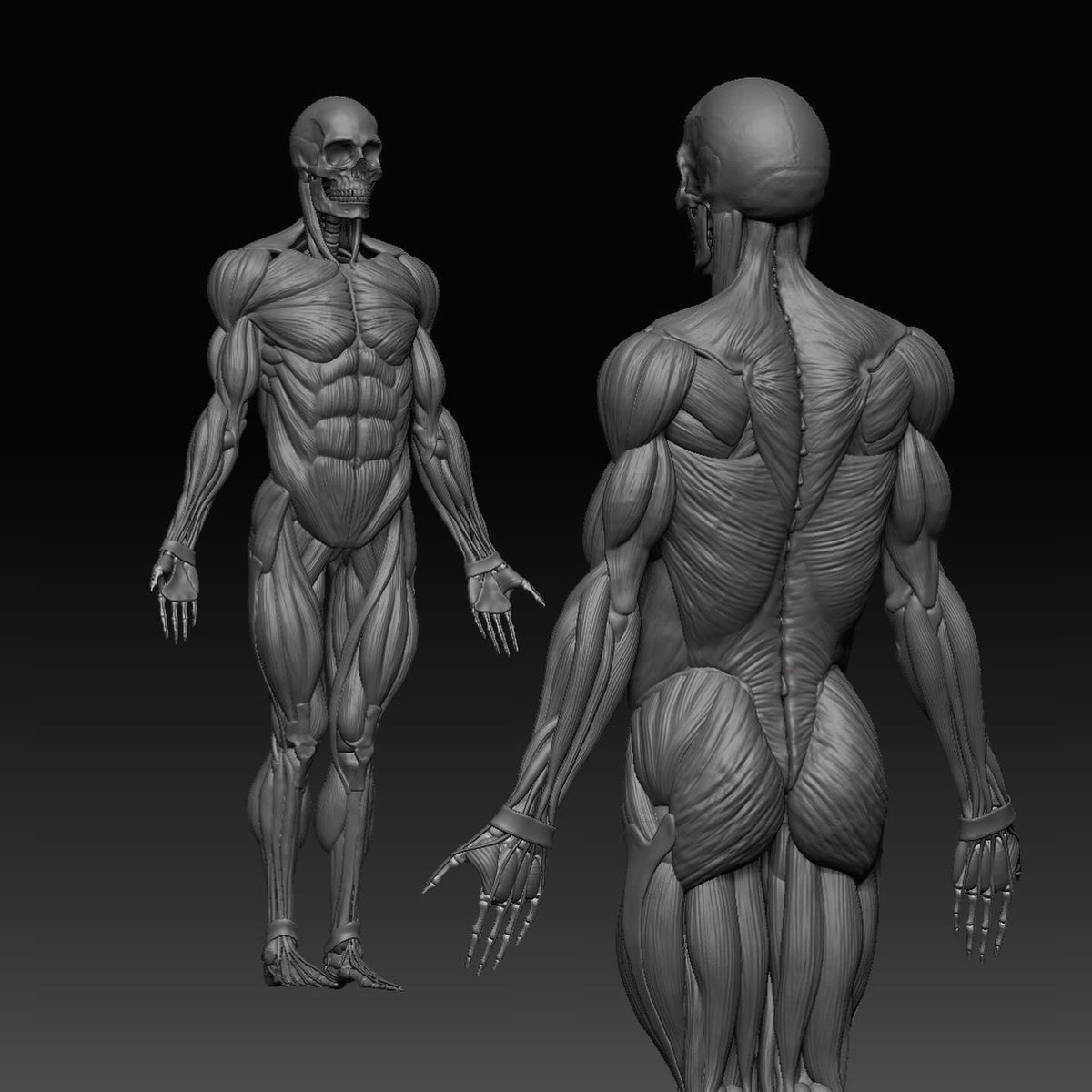 3d_rishabh's tweet image. Human anatomy study // Muscle groups. Sculpted in @maxonzbrush