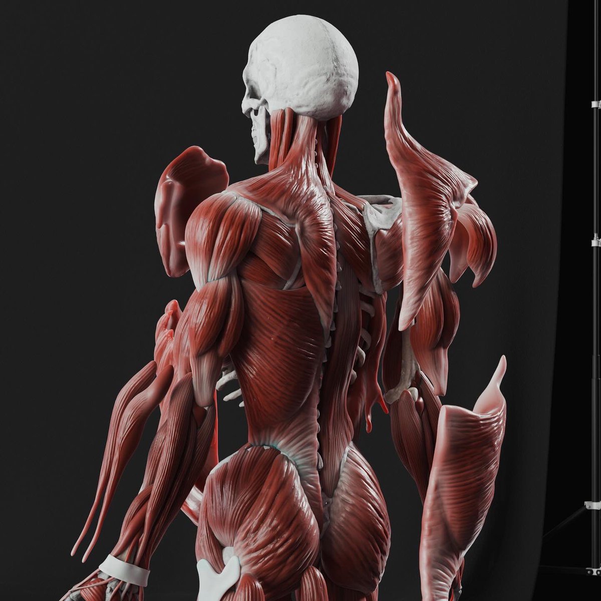 3d_rishabh's tweet image. Human anatomy study // Muscle groups. Sculpted in @maxonzbrush