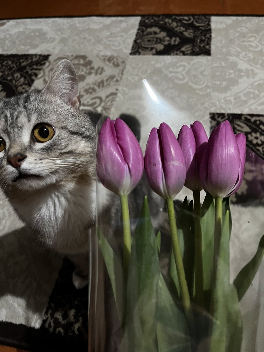 padla808's tweet photo. Подруга сказала, что на этих фотках тюльпаны похожи на письки пхахахах😆 https://t.co/UWwphS0kV5