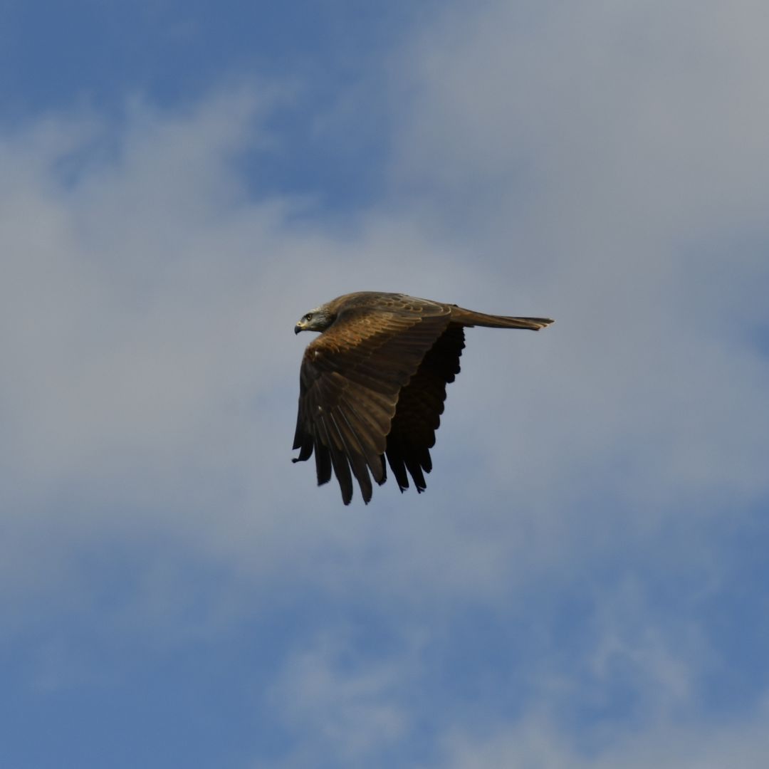 Bono_Parques's tweet photo. En las actividades educativas de @zoomadrid descubrirás las aves más asombrosas y conocerás todos sus secretos de la mano de sus cuidadores 🦅🦜
Con tu #BonoParques vivirás la naturaleza de una manerá única y aprenderás 🧐
¿Qué más se puede pedir? 😉 https://t.co/OG91LFhHd7