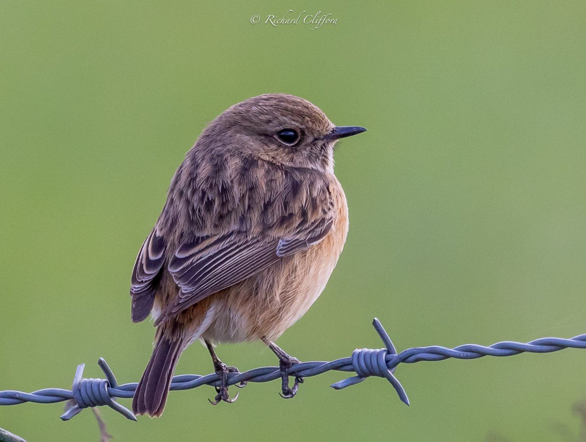 “What shall I settle on today….thorns or barbed wire” A female Stonechat choosing prickly perch. @NTCroome @nationaltrust @NTmidlands @WorcsBirding