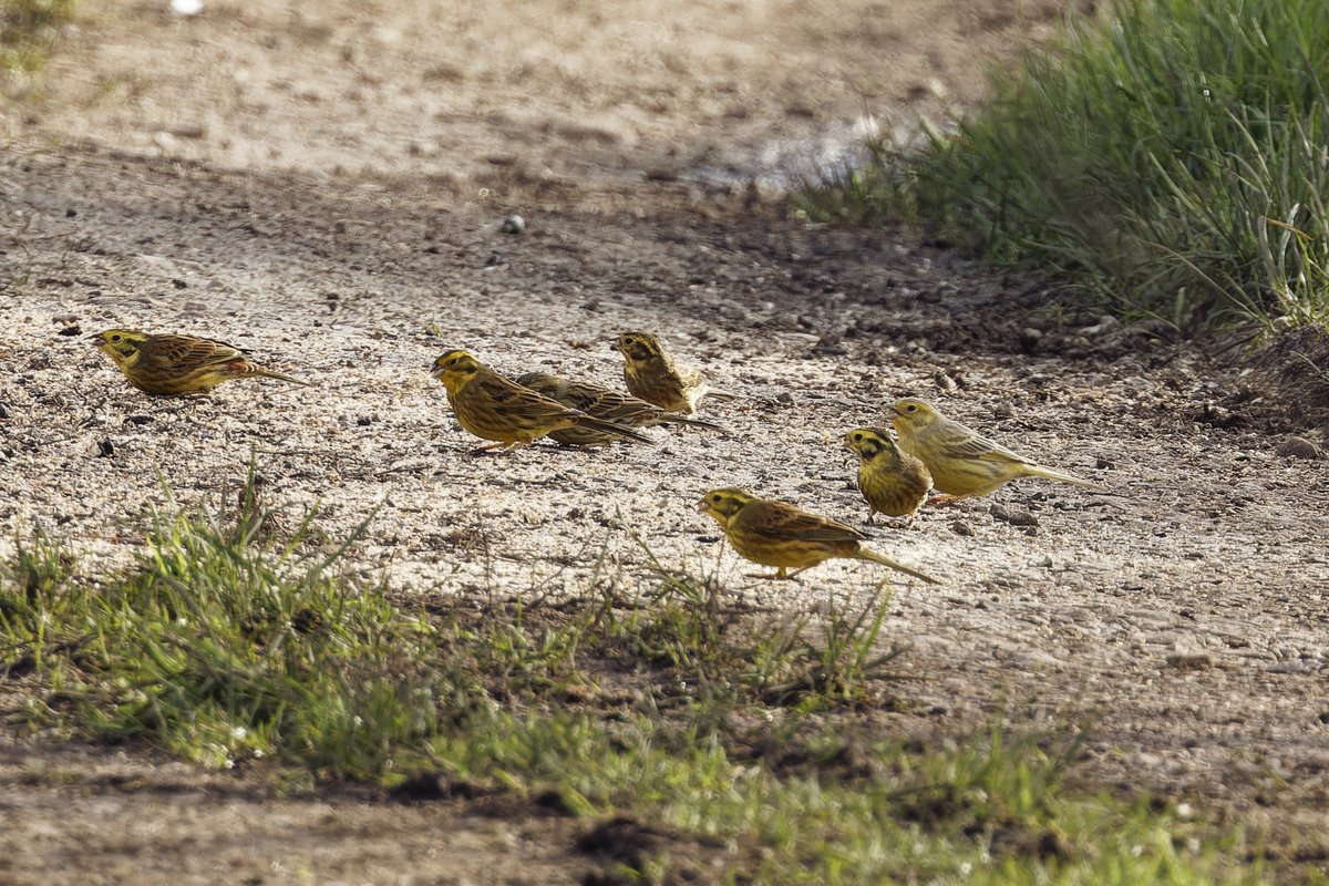 elocbirder tweet picture