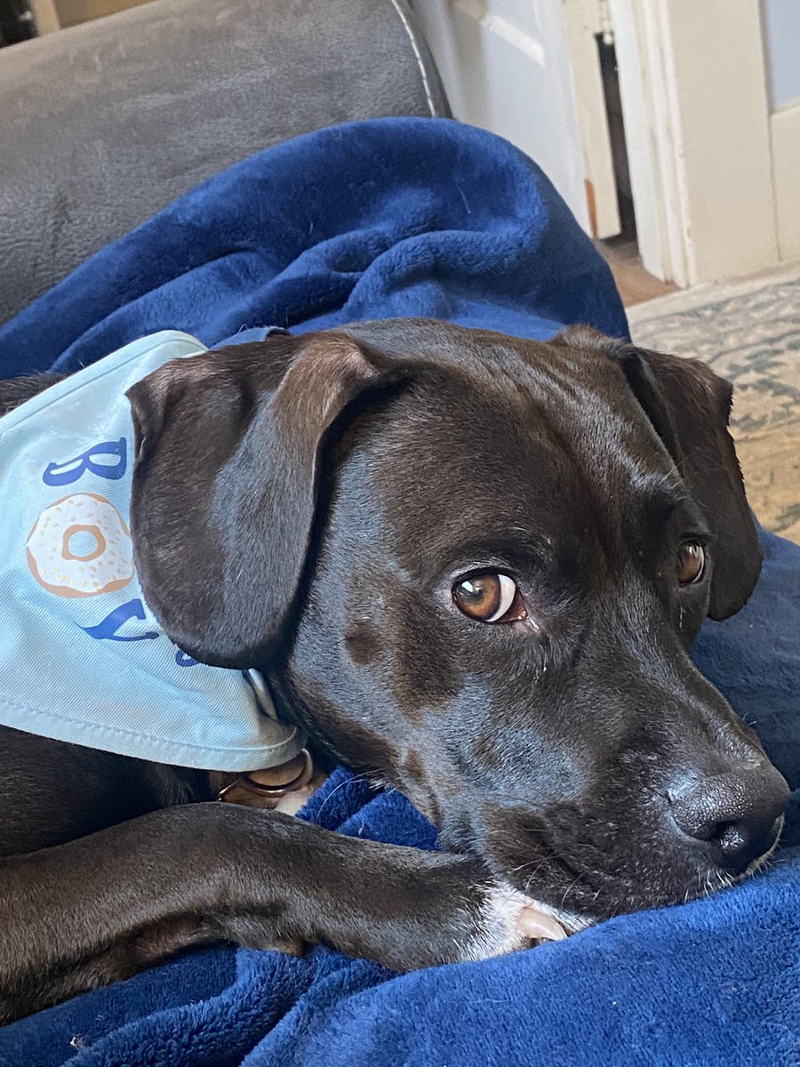 Scout, a Very Good Boy tweet media