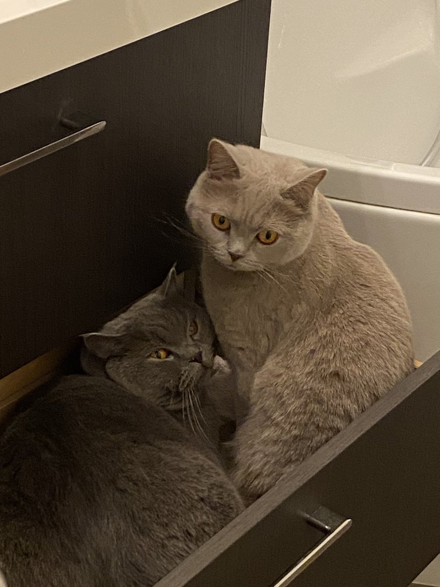 🤣 Otwieram szufladę w łazience a tam takie kwiatki 👇