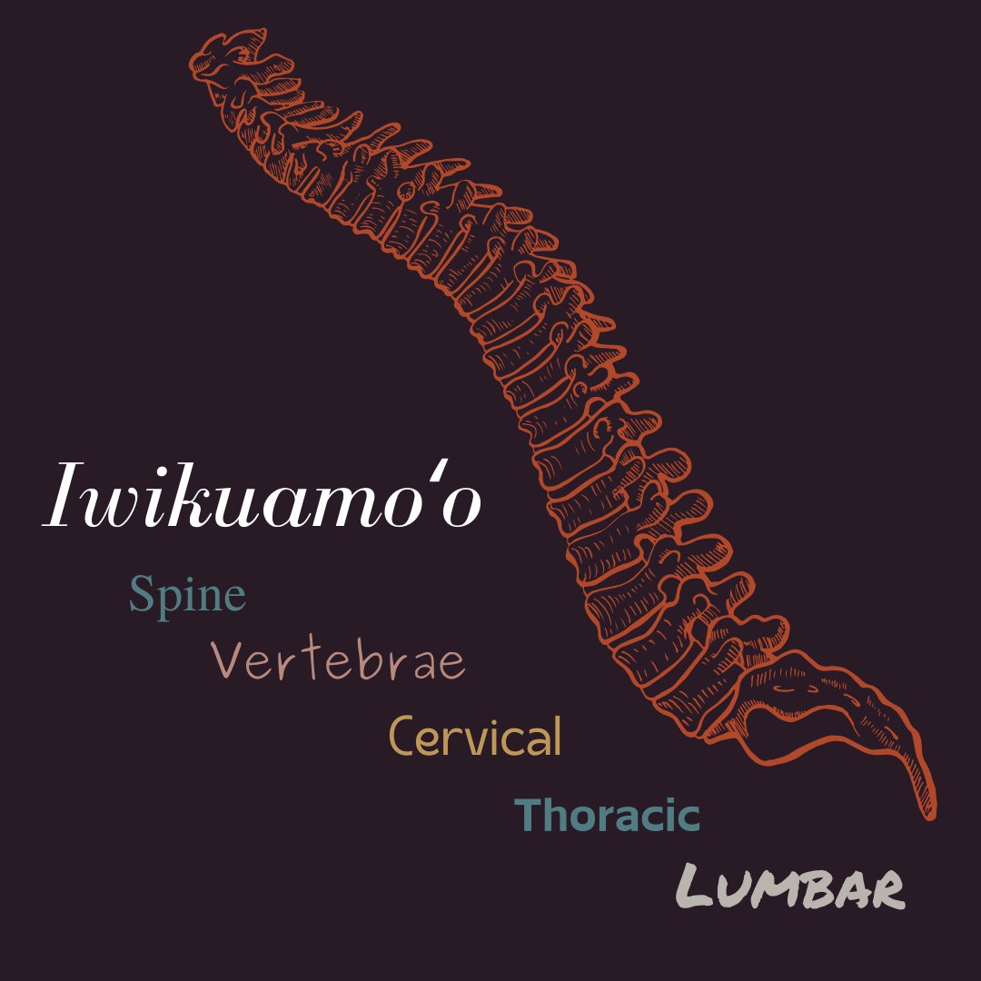 PapaOlaLokahi's tweet photo. The hua 'ōlelo of the day is iwikuamo'o or spine! Feeling misaligned? Get a lomi at a Native Hawaiian Health Care System near you! – Services offered at @Keolamamo on Oʻahu and @Huinokeolapono #MahinaOleloHawaii https://t.co/JDSPMhxSXC