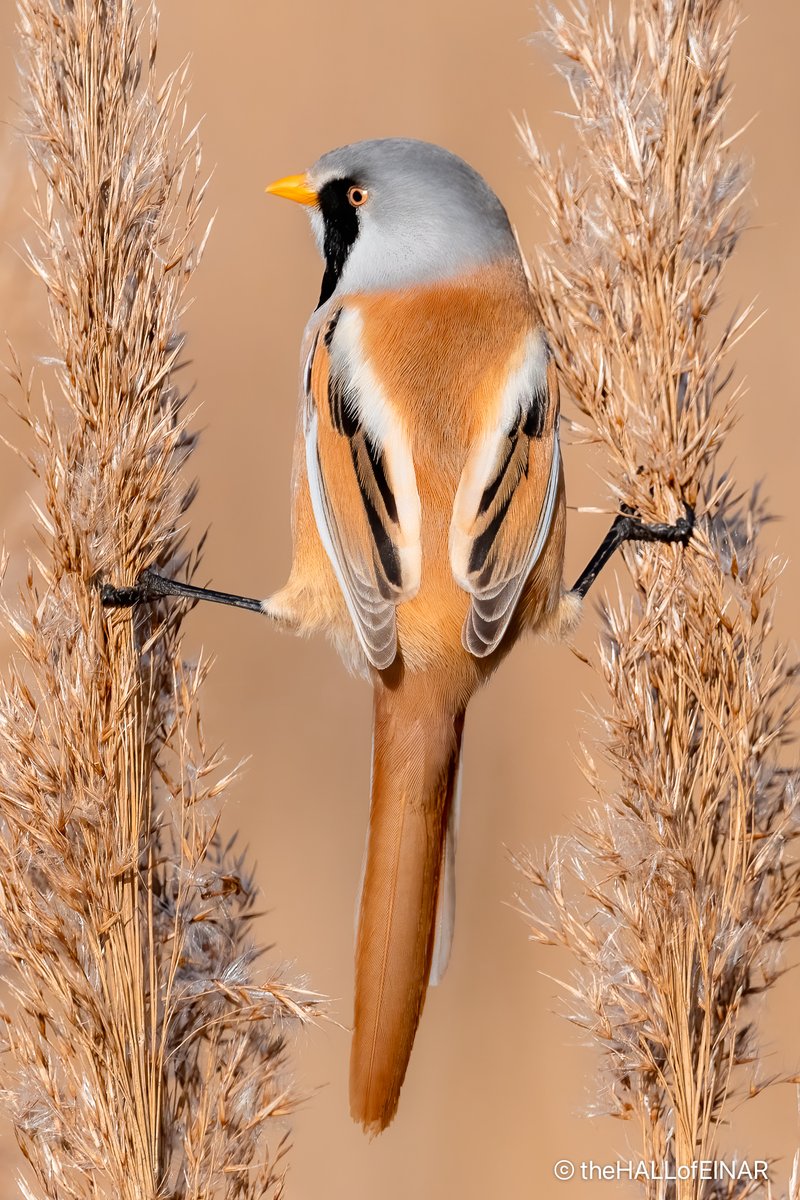 There’s nothing else like a Bearded Reedling. No, really, there isn’t. Their DNA tells us that they are unique. They are most closely related to the larks, but no other group of birds comes close to them.