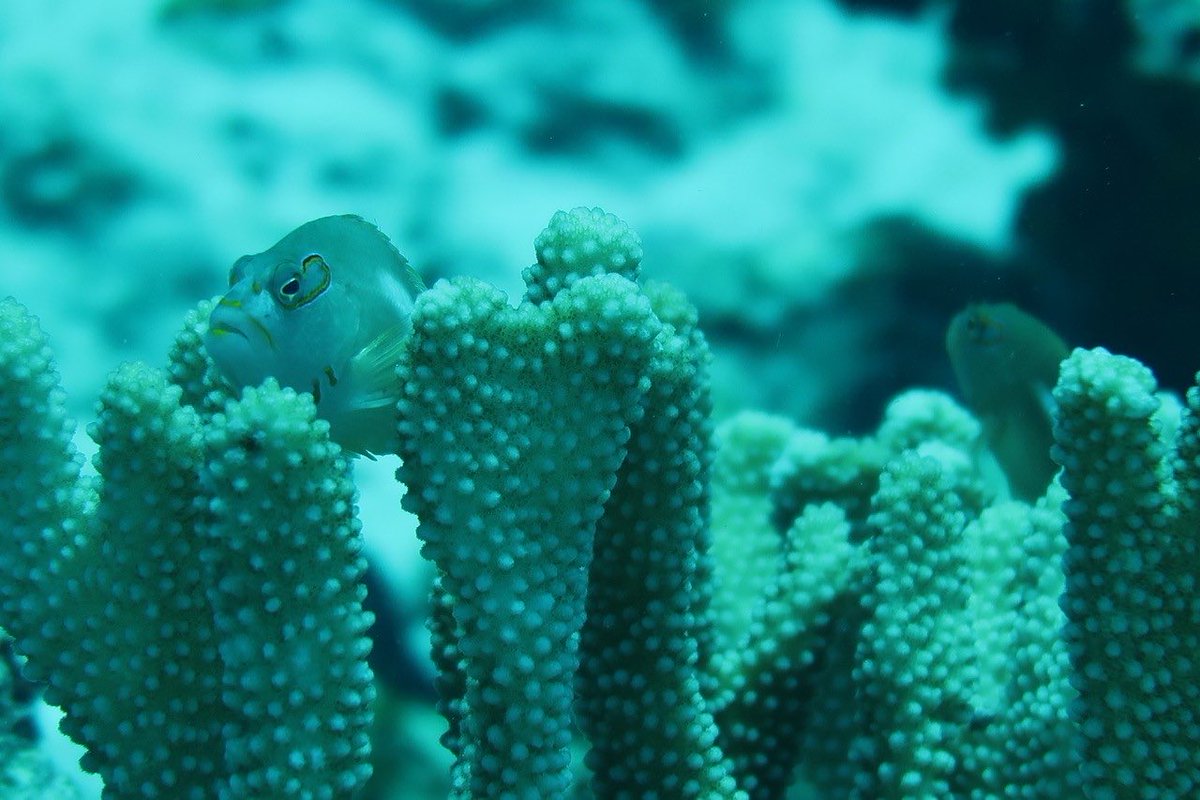 Save the date! #RCUK2024 comes home to <a href="/OfficialZSL/">ZSL</a> on Saturday the 30th November. Join us for this highlight of the coral calendar!