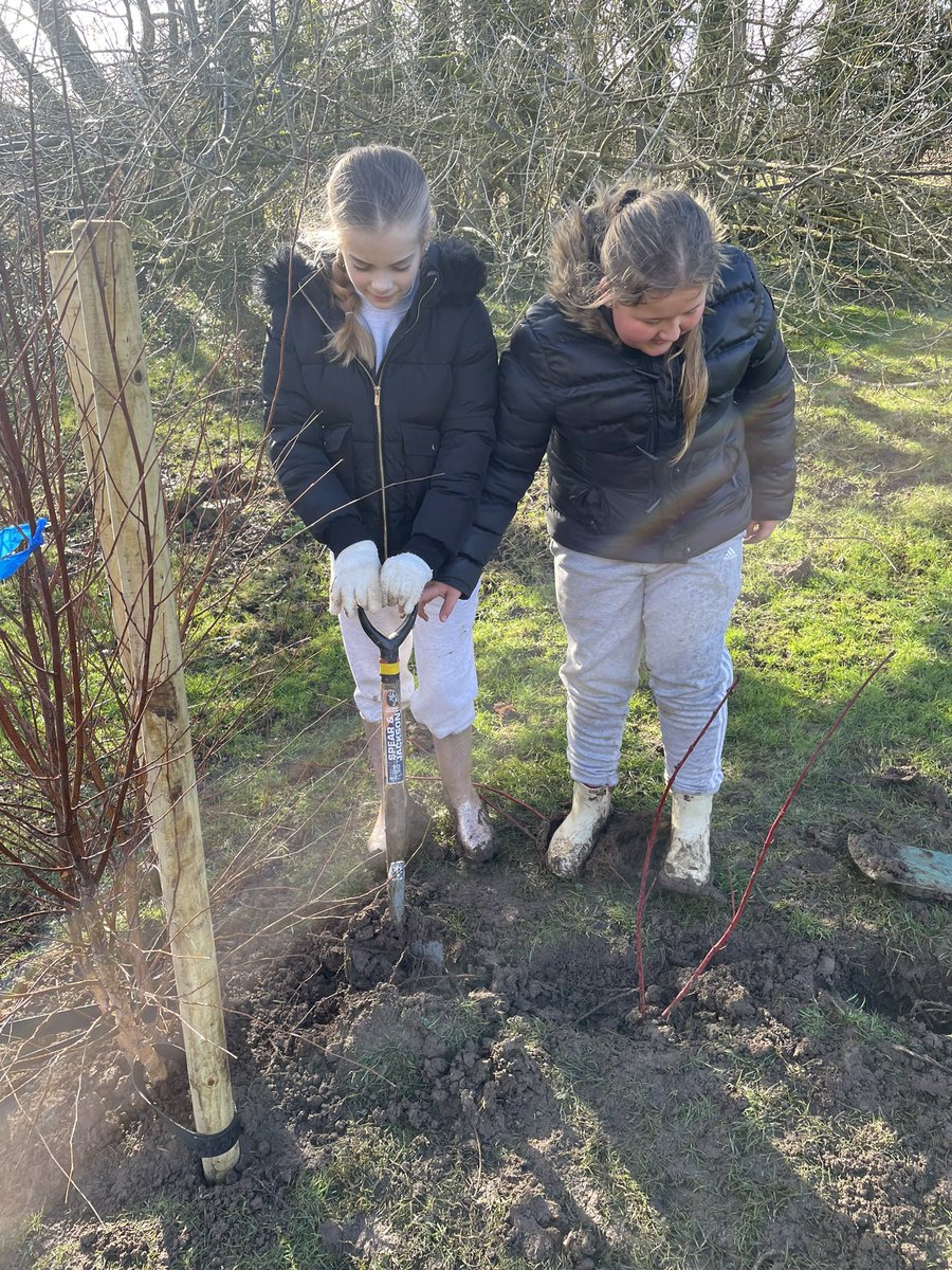 Wow! HGPA Eco Warriors just didn't stop planting trees at Preston Park 🌳 we were so muddy! <a href="/TheTreeCouncil/">The Tree Council</a> #harrowgateacademy #harrowgateenrichment #harrowgateforestschool