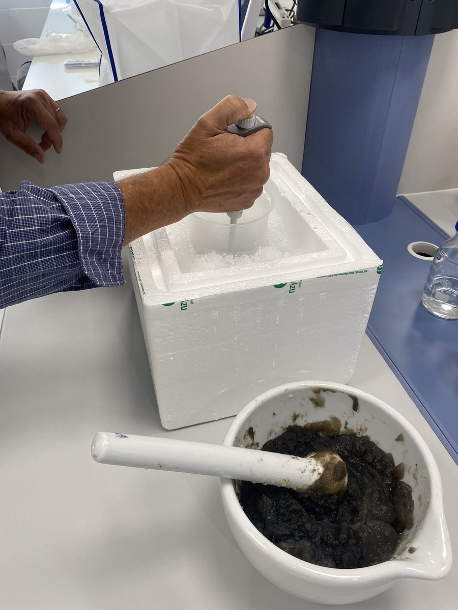 OskarCrespoRomo's tweet photo. Puré de #hongos 🍄 para inocular miles de plantas. #venturia #inoculation
#fitopatología #patologiavegetal https://t.co/Z1YM4e9wgI