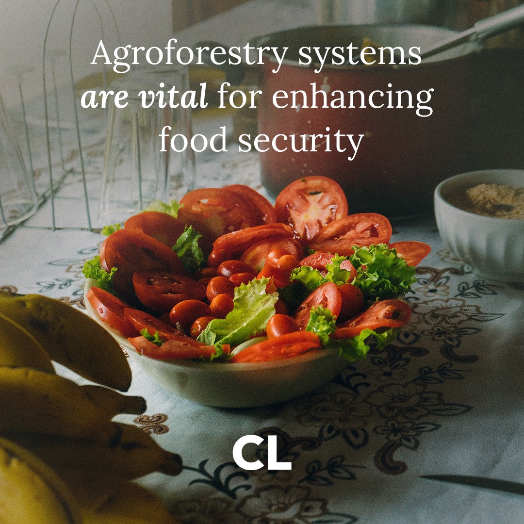 Agroforestry systems are vital, especially in regions prone to climate change and environmental degradation. By diversifying crops and integrating trees that provide fruits, nuts, or other edible products, these systems offer a buffer against crop failures and market volatility.