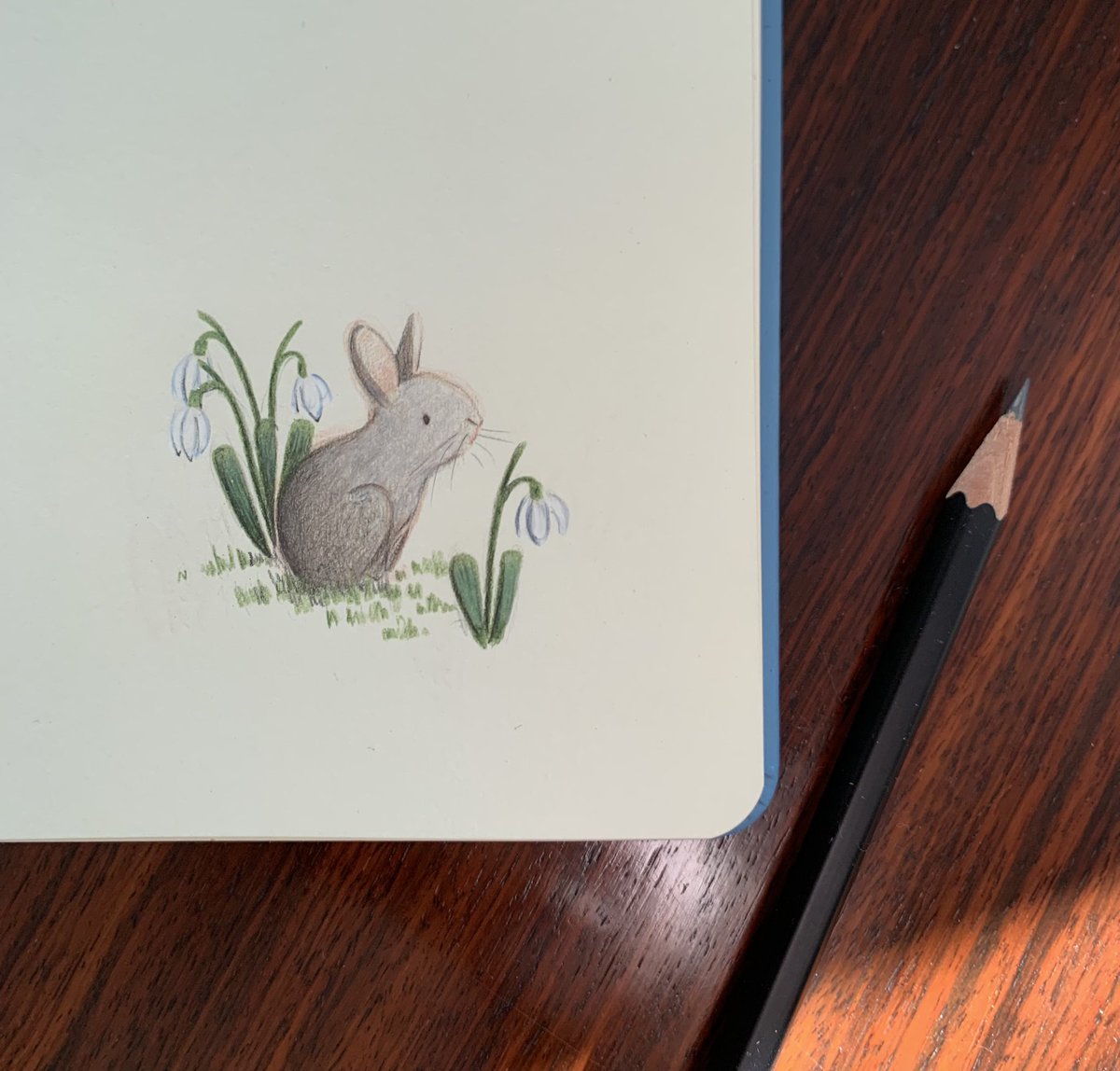 Baby bun amongst the snowdrops 🌱
