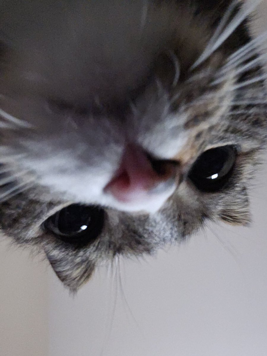 Content from elabunny