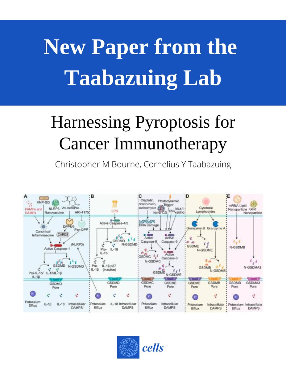 The Taabazuing Lab has a new paper out in Cells! Read it here: pubmed.ncbi.nlm.nih.gov/38391959/