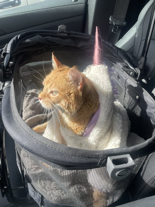 Gorditas outfit today while heading the the vet for her monthly arthritis shot #unicorn https://t.co<a href="/tag/unicorn"class="tags"><span>#unicorn</span></a>