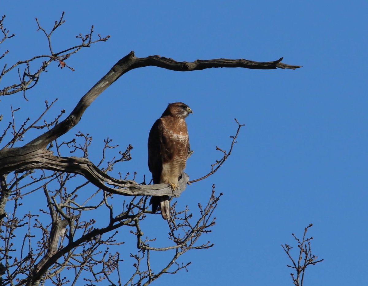 Ferring birder (@lizwalk1) on Twitter photo Pair of kites in the thermals over Knepp. Handsome buzzard too. <a href="/SussexBirding/">Sussex Birding</a> <a href="/SussexOrnitholo/">Sussex Ornithology</a> <a href="/NatureUK/">NatureUK</a> Pair of kites in the thermals over Knepp. Handsome buzzard too. <a href="/SussexBirding/">Sussex Birding</a> <a href="/SussexOrnitholo/">Sussex Ornithology</a> <a href="/NatureUK/">NatureUK</a>