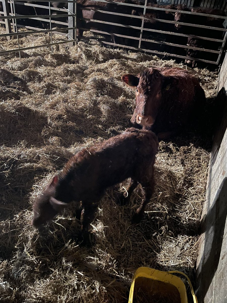 Getting through them now, only a handful left to calve. She patiently waited for me to finish work! Can only make you smile 👍
