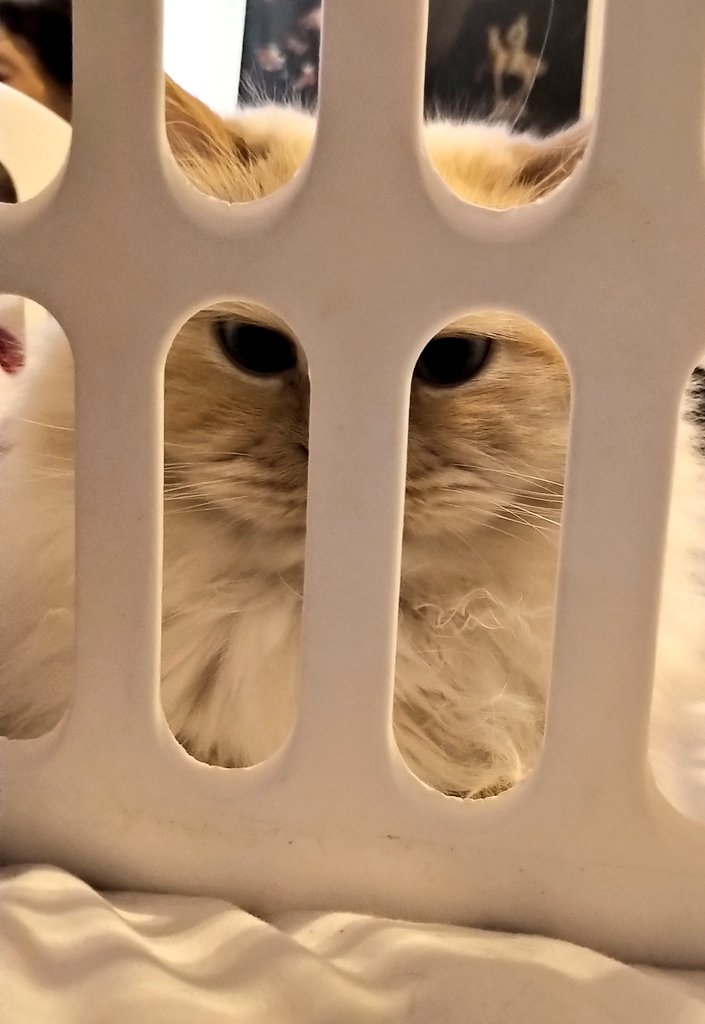 Me_llamoTolstoy's tweet image. In the fortress. #CatsOfTwitter #Mondayvibes #alwayswatching #sillyfloof