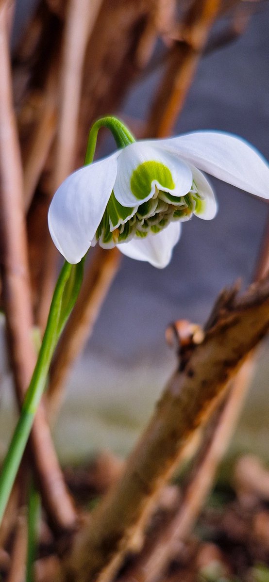 My favorite snowdrop Hippolyta - she is just so beautiful 😍 #Flowers #gardening