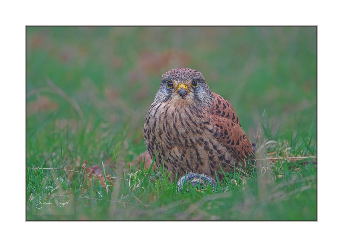 A Full Crop #Sharemondays2024 #fsprintmonday #WexMondays I've had the privilege of watching the young male #kestrel in #BushyPark again, lying in the grass watching him taking a very long break in eating his dinner! His crop was a bit full 😉 #wildlife #nature #birding