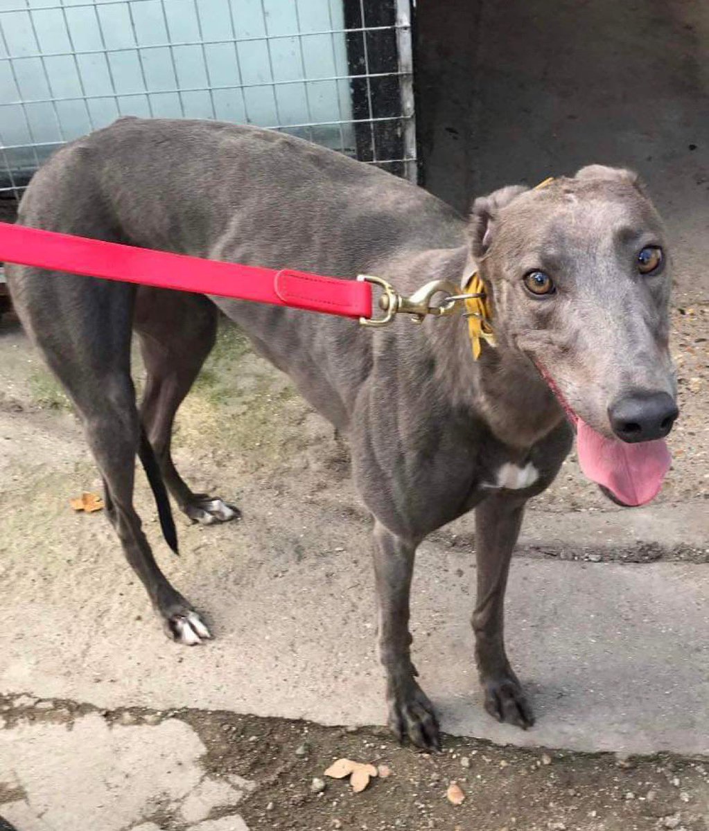 Meet beautiful Heels, this pretty little blue girl is just 2 years old and now retired. 
She is a happy friendly little soul who likes nothing but fuss and cuddles. 
She would suit any family situation to meet her call 07852 734958 #retiredgreyhounds #greyhoundsmakegreatpets