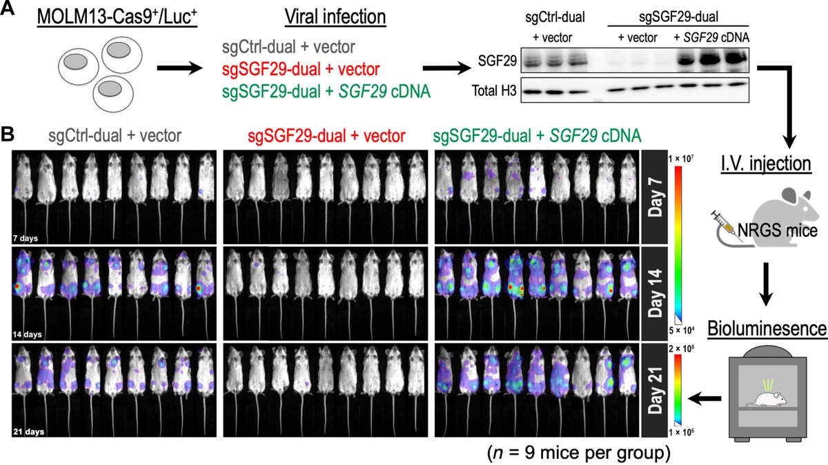 #Leukemia is a class of aggressive blood disorders with low survival rates in some subtypes.
 
Researchers have identified the gene, SGF29, as a potential target for suppressing leukemia progression. scim.ag/60t