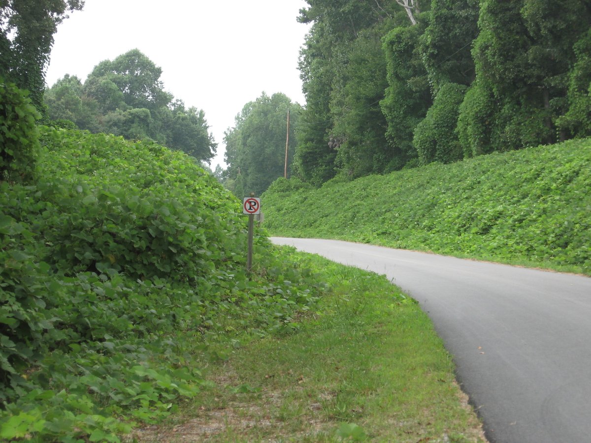VAStateParks's tweet image. Check out the before and after pictures showing off the hard work of #invasive species removal by our Resource Management team. The invasive species #kudzu took over this area at Twin Lakes. After years of treatment, the roadside has been allowed to grow with biodiversity. #NISAW