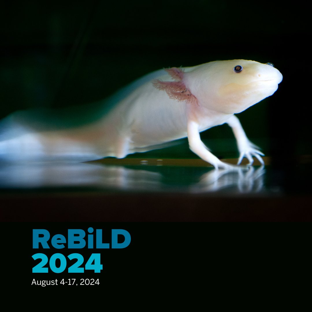 Take a deep dive into #DevelopmentalBiology and #regeneration with world-class scientists using models like #zebrafish and #axolotl. #ReBiLD is two weeks of hands-on experiments, seminars and networking at #MDIBioLab, next to #Acadia National Park. ow.ly/9ser50QI03O