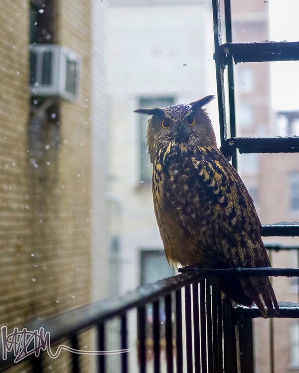 ireallyshouldbe tweet media